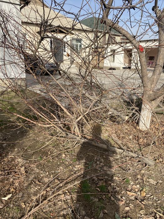 Ағаш сатылады келісмен