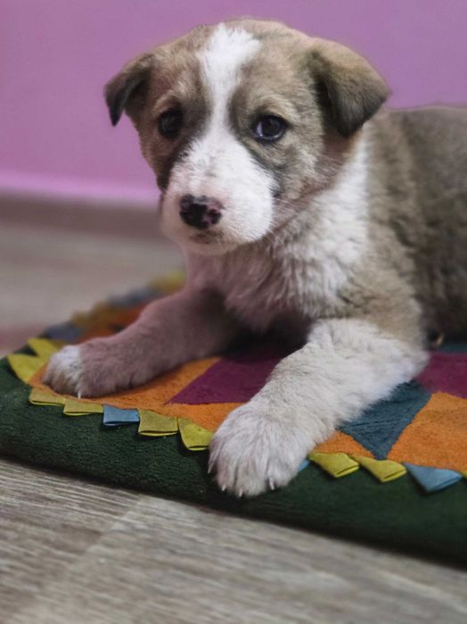 Щенки  девочки добрые руки