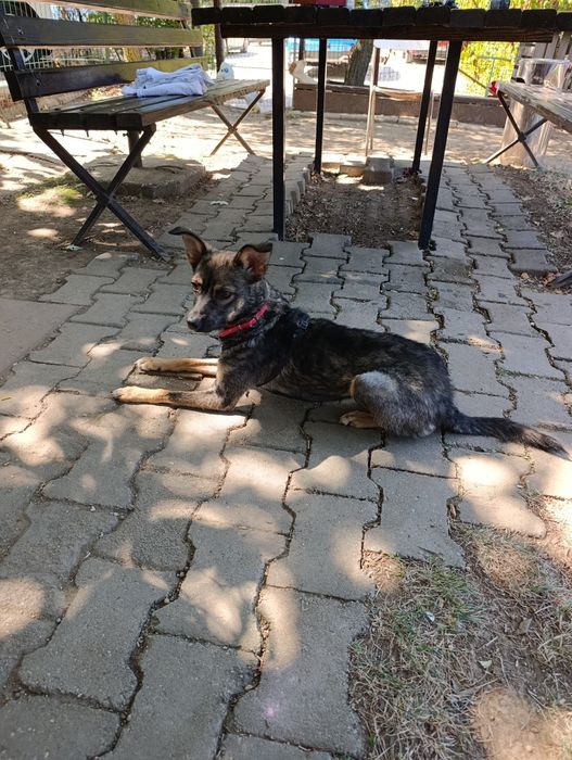 Cățelușă spre adopție