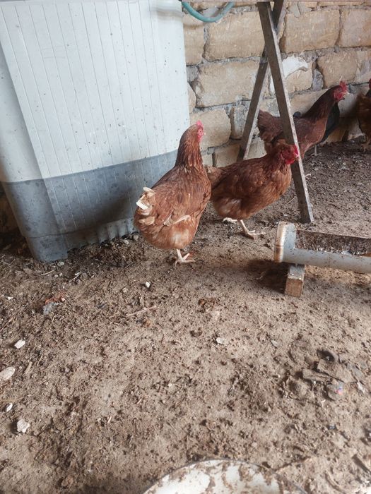 10 тауык 1 Әтеш туып турган тауыктар