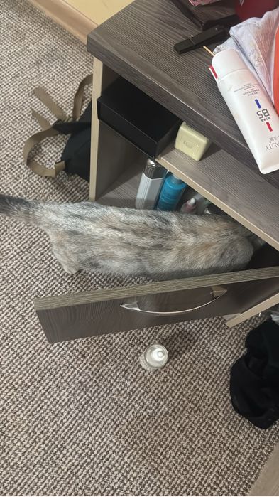 Британская короткошерстная кошка