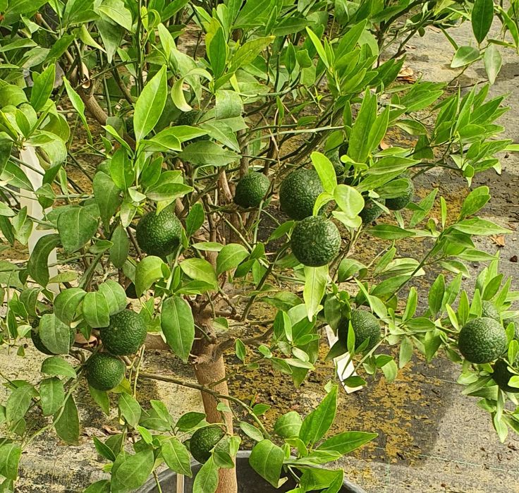 Мандарин дерево. Mandarin darahti