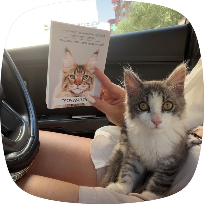 Отдам котика в добрые руки