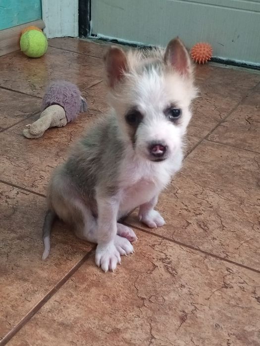 Отдаются щенки породы хаски