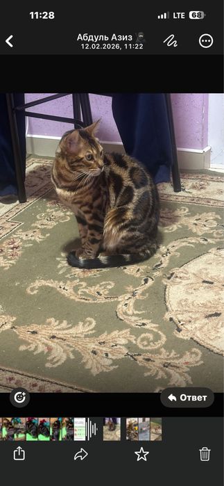 Кастрат красавчик ,добрый, умный,лоток когтеточку знат 5+