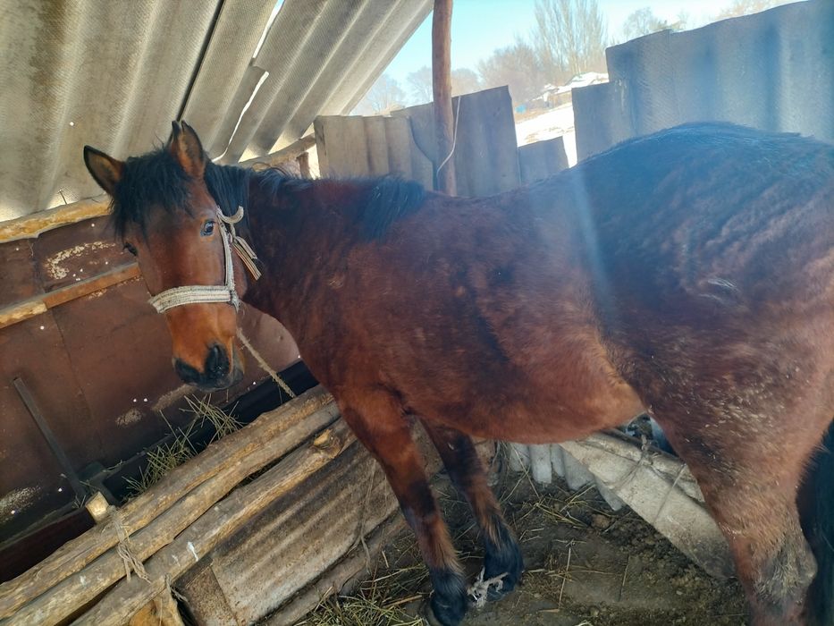 Қысыр ту бие сатылады