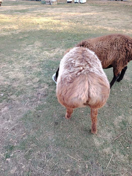 Продам, продам, продам