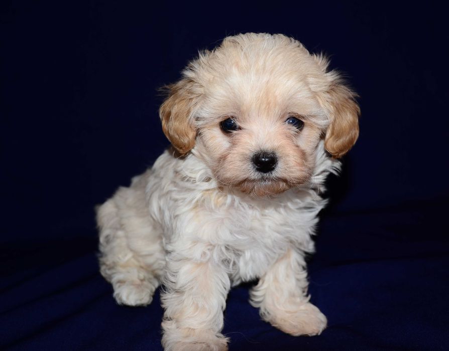 Шикарные щенки Мальтипу F1 (Maltipoo) ! Мини  !