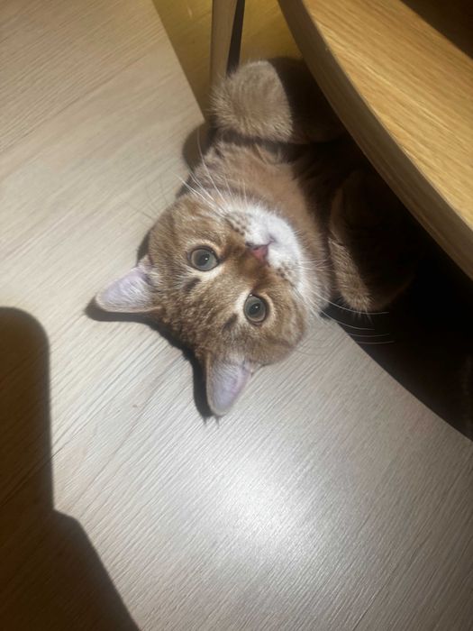британска късокосместа котка