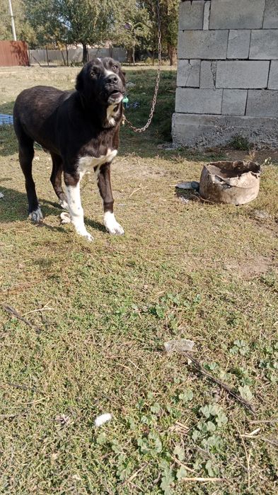 Ассаламалекум сатылады