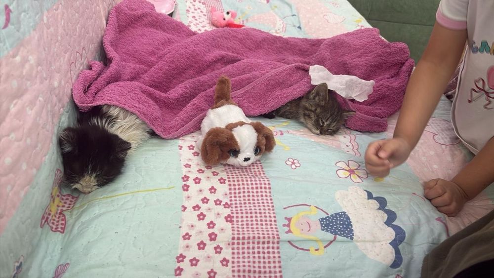 Котята в добрые руки