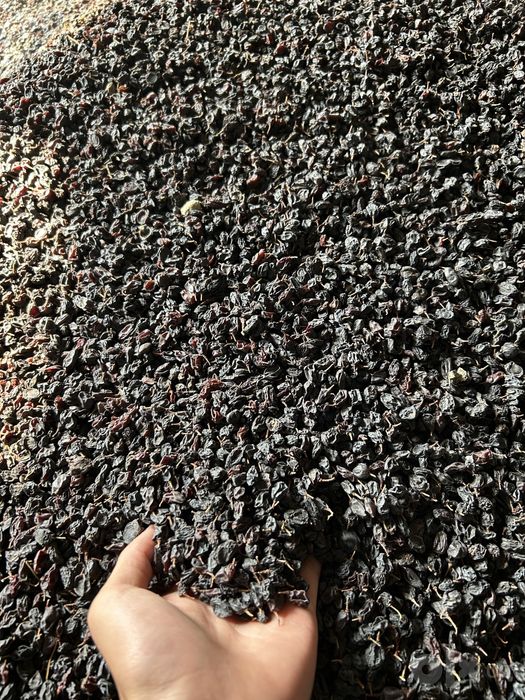 Qora kishmish Mayiz sotiladi  10 000 kg