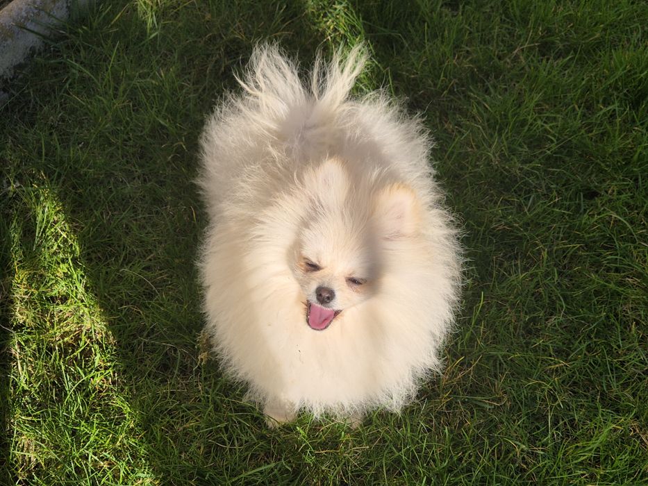 Три  момчета померани