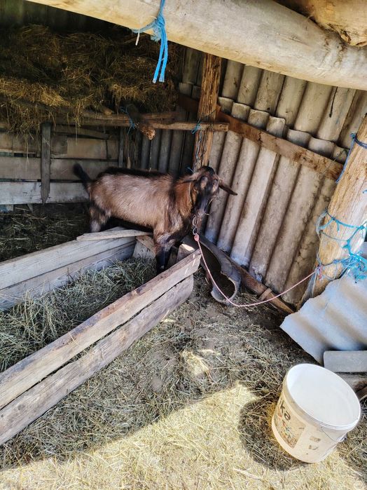 Țap alpin francez