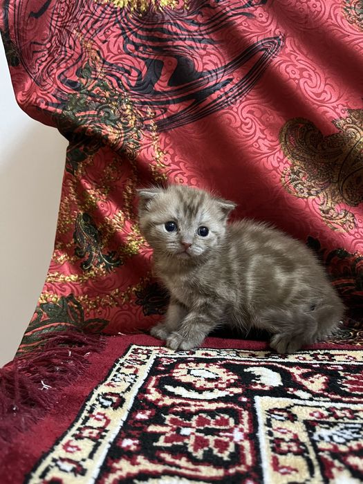 продаем породистых котят