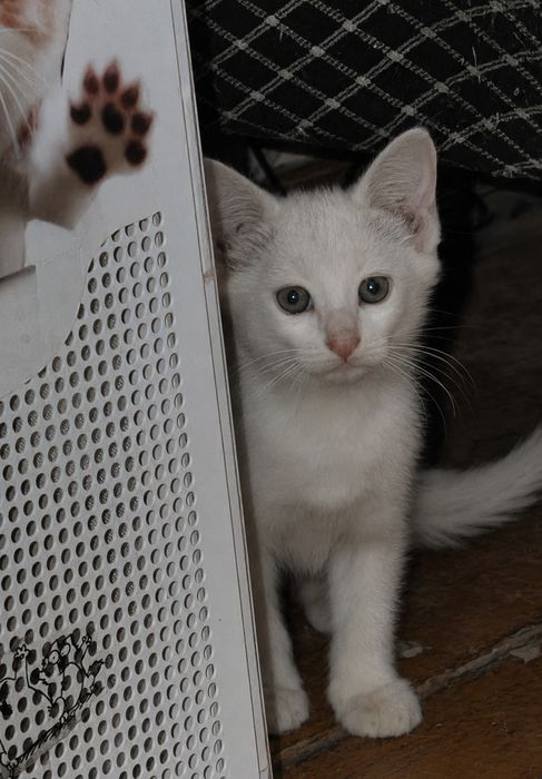 Котята от Турецкой Ангоры бесплатно