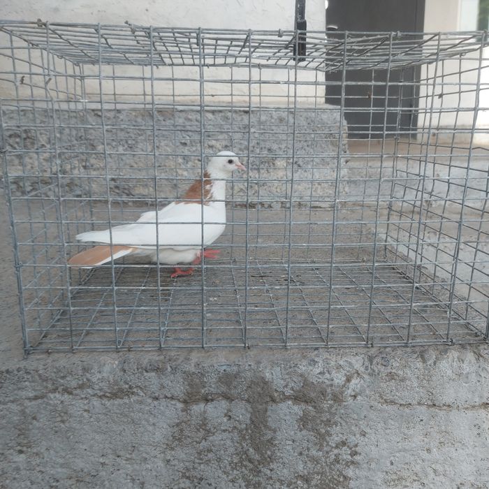 Желташейки самка лет боям