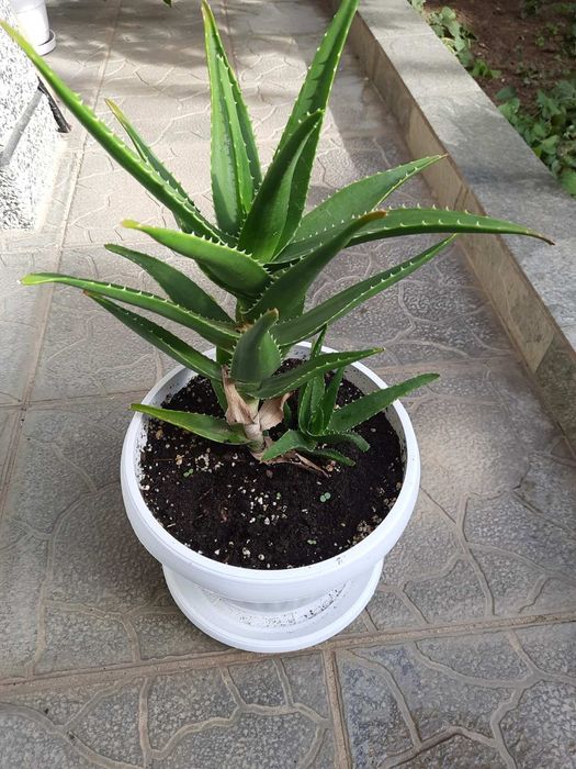 Алое Вера на 5  години
