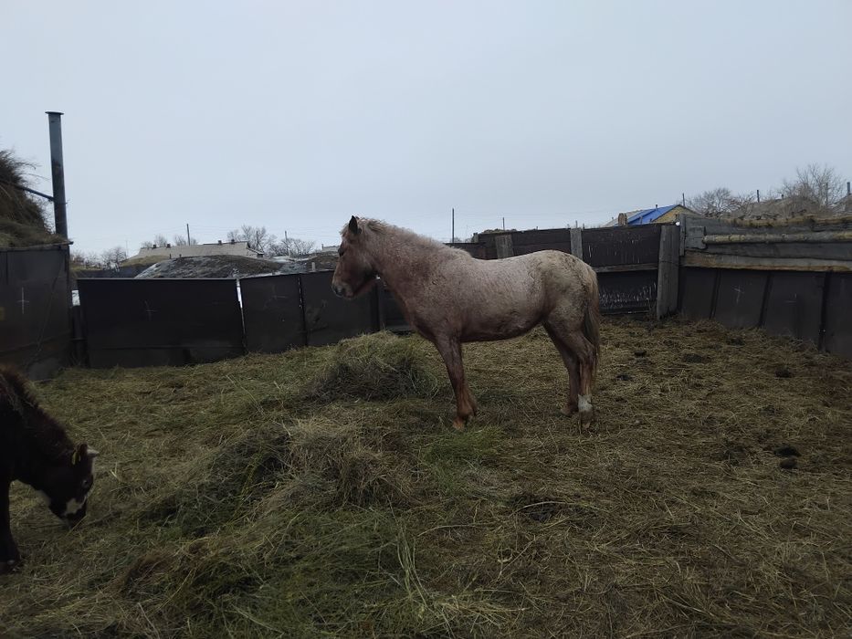 Продам лошадь на откорме