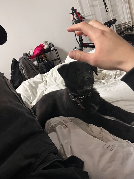 Подарявам кученце на 2 месеца