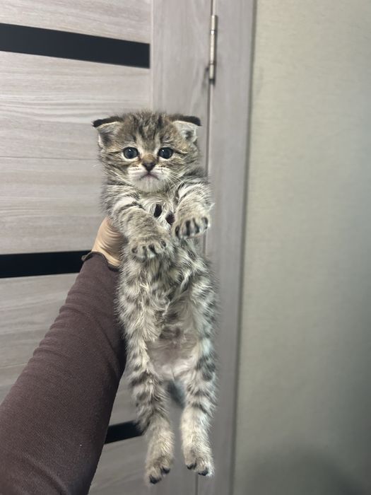Котенок скоттиш страйт