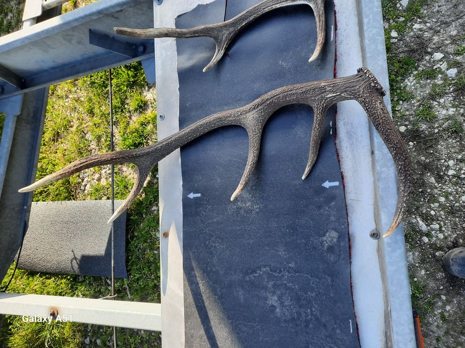 Рога от елен 2 броя