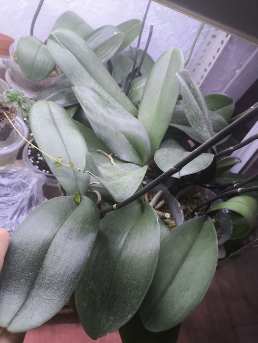 Орхидеи не цветущие в данный момент