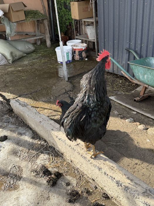 Джерский гиган петух и курочка