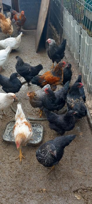 Găini De țară de un an crescute natural