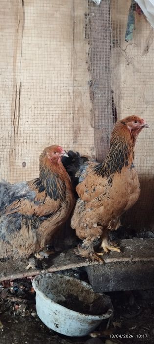 Brama tovuq xoʻrozla