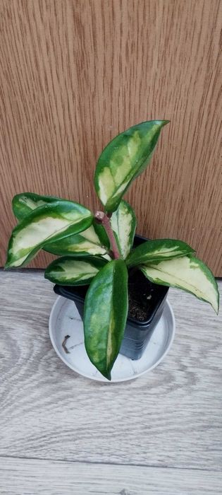 Стайни цветя за продажба!