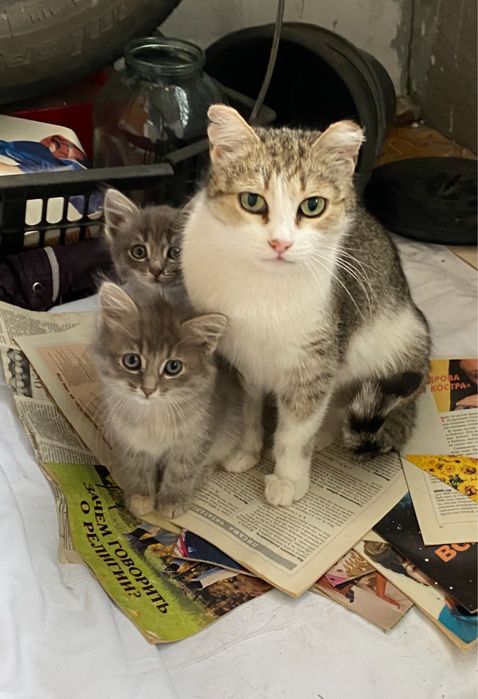 Пристраивается кот и кошка