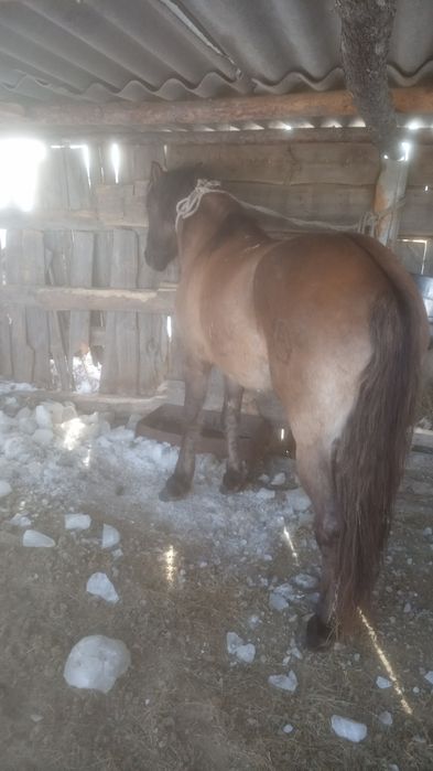 Продам жеребца 8 лет