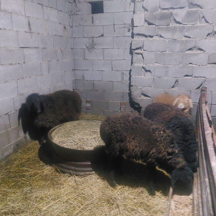 Тоқты сатылады 3бас