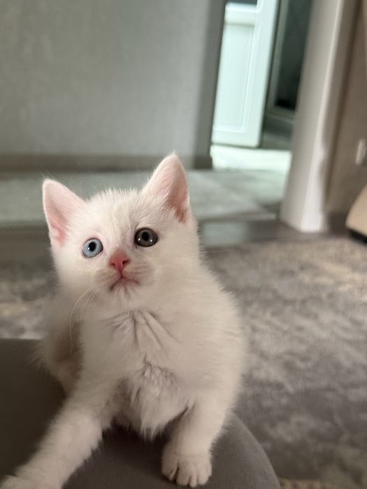 Отдаются котята в добрые руки