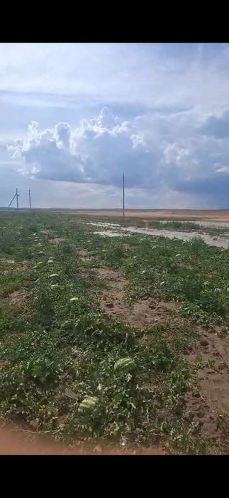 Арбузы Капчагай оптом