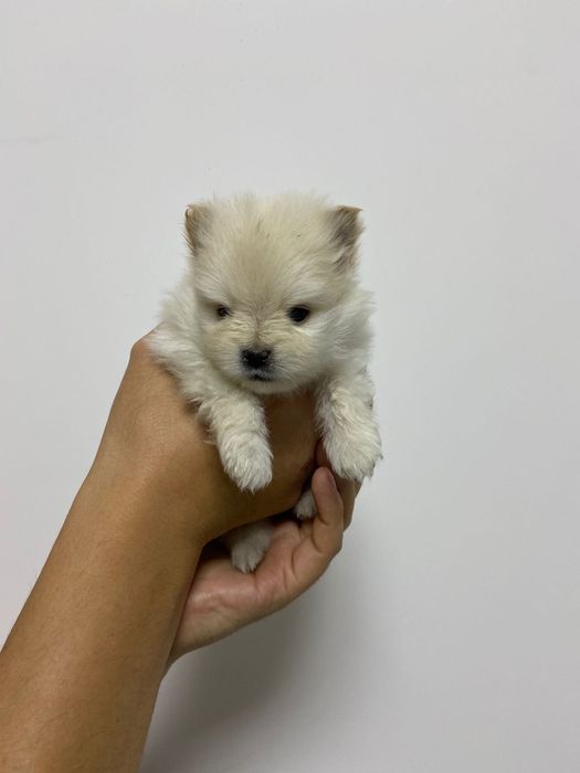 Кобель для вязки немецкий шпиц