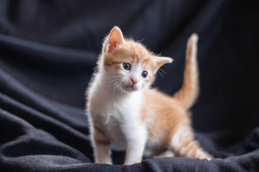 Canon EOS 700D + EF 50mm f/1.8 STM