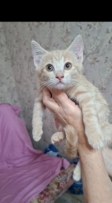 Персиковая девочка котенок Перси в добрые руки!