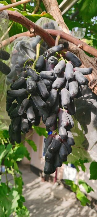 Узум кучатлари хархил сортларидан йитгазиб бериш хизмати билан