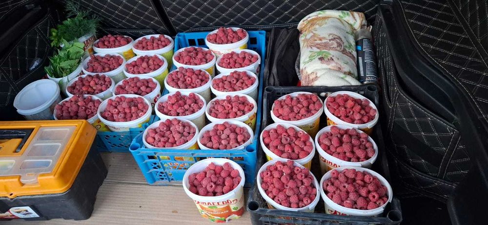 Продам малину дачную
