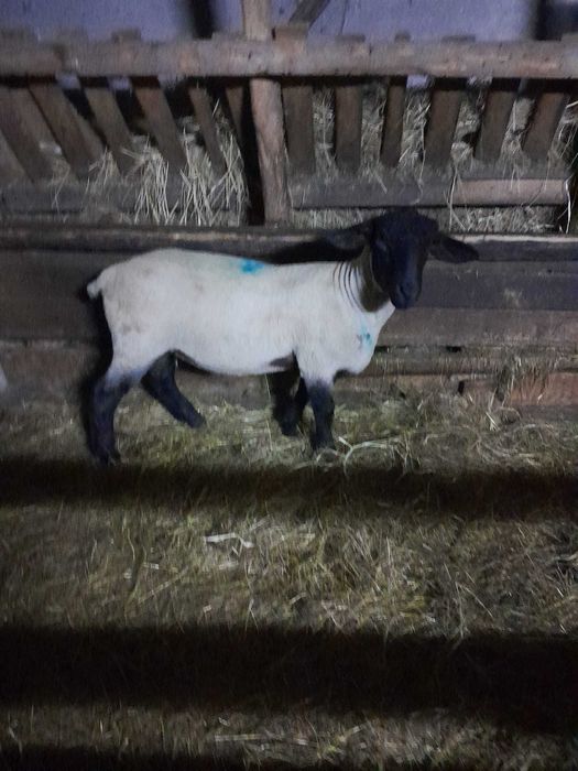 Berbecuti suffolk disponibili