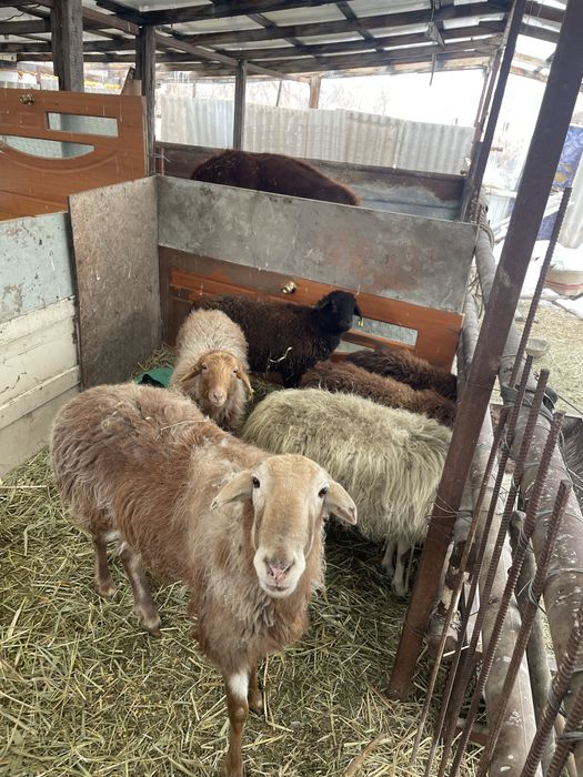 Бараны тохты ярочки