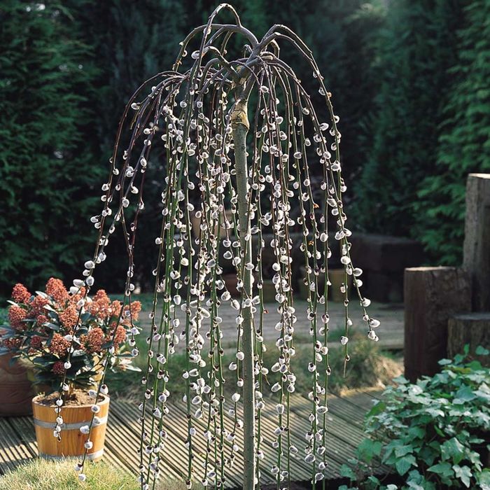 Salix Pendul La Ghiveci