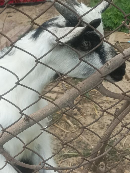 Продаются козлята
