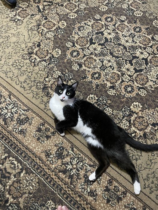 Отдам котика в добрые руки