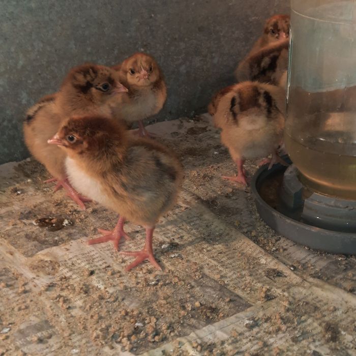 Цыплята  кучинской породы кур