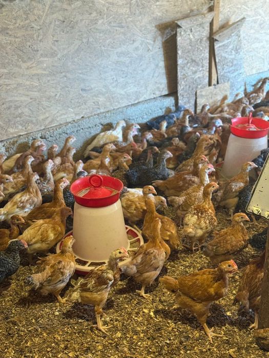 Pui de rasa mixta/Puicute ouatoare//Pui de carne