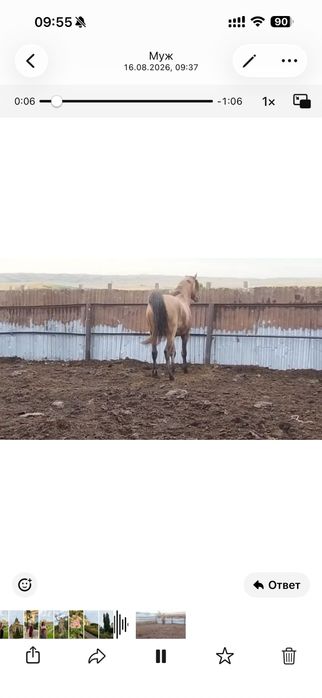 Продается жеребец 7 лет крупный