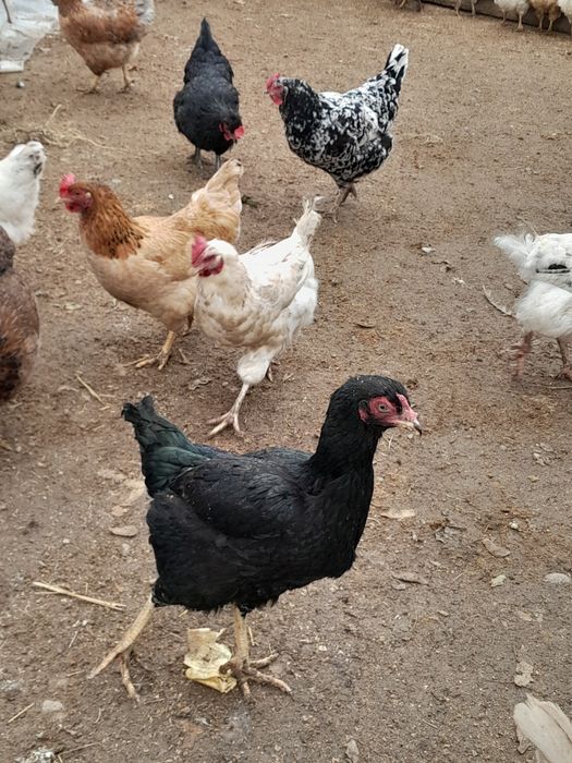 Продаю куры домашние  шымкент